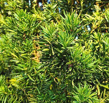 Taxus media 'Stricta Viridis' - Тис середній 'Stricta Viridis' 000003336#000004485 фото