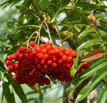 Sorbus 'Dodong' - Горобина 'Dodong' 000007386#309525    фото