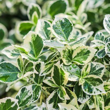 Euonymus fortunei 'Emerald Gaiety' - Бересклет Форчуна 'Emerald Gaiety' 000002945#000007365 фото