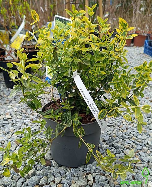 Euonymus fortunei 'Emerald Gaiety' - Бересклет Форчуна 'Emerald Gaiety' 000002945#000007365 фото Euonymus fortunei 'Emerald Gaiety' - Бересклет Форчуна 'Emerald Gaiety' 000002945#000007365 фото