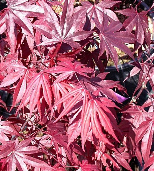 Acer palmatum 'Fire Glow' - Клен японський 'Fire Glow' 000007386#346717    фото