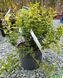 Euonymus fortunei 'Emerald Gaiety' - Бересклет Форчуна 'Emerald Gaiety' 000002945#000007365 фото 2