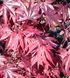 Acer palmatum 'Fire Glow' - Клен японський 'Fire Glow' 000007386#346717    фото 2