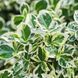 Euonymus fortunei 'Emerald Gaiety' - Бересклет Форчуна 'Emerald Gaiety' 000002945#000007365 фото 1