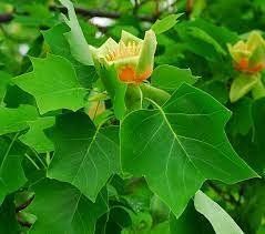 Liriodendron tulipifera -Лііріодендрон тюльпановий (тюльпанове дерево) 000007386#306279    фото