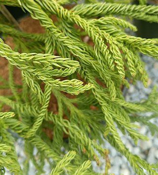 Cryptomeria japonica "Spiralis" - Криптомерія японська "Spiralis" 000007386#346905    фото
