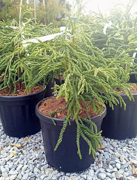 Cryptomeria japonica "Spiralis" - Криптомерія японська "Spiralis" 000007386#346905    фото