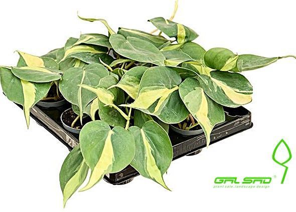 Філодендрон Scandens Brasil 000007386#346835    фото
