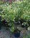Cercis canadensis 'Alley Cat' - Церцис канадський 'Alley Cat' 000007386#303661    фото 2