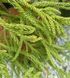 Cryptomeria japonica "Spiralis" - Криптомерія японська "Spiralis" 000007386#346905    фото 1