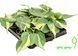 Філодендрон Scandens Brasil 000007386#346835    фото 2