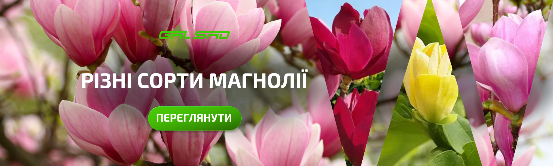 Різні сорти магнолій у Галсад