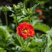 Potentilla atrosanguinea - Перстач криваво-червоний (ТЕМНО-ЧЕРВОНИЙ) 000007386#308742    фото