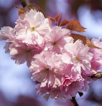 Prunus 'Acoolade' - Вишня дрібнопильчаста (сакура) 'Acoolade' 000007386#308797    фото