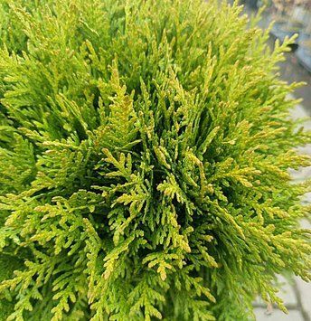 Thuja occidentalis 'Danica' - Туя західна 'Danica' 000000198#300625    фото