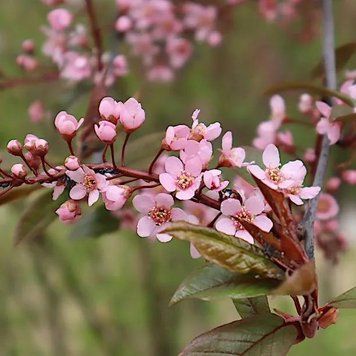 Prunus padus 'Colorata' - Черемха звичайна 'Colorata' 000003466#300131 фото