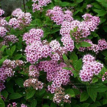 Spiraea japonica 'Little Princess' - Спірея японська 'Little Princess' 000007386#309617    фото