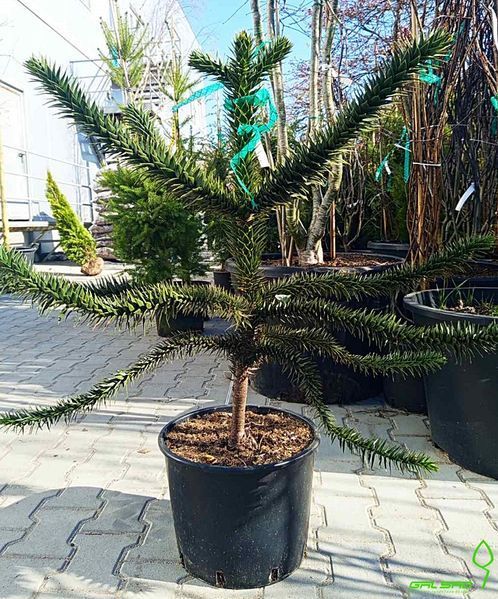 Araucaria araucana - Араукарія чилійська 000007386#346877    фото