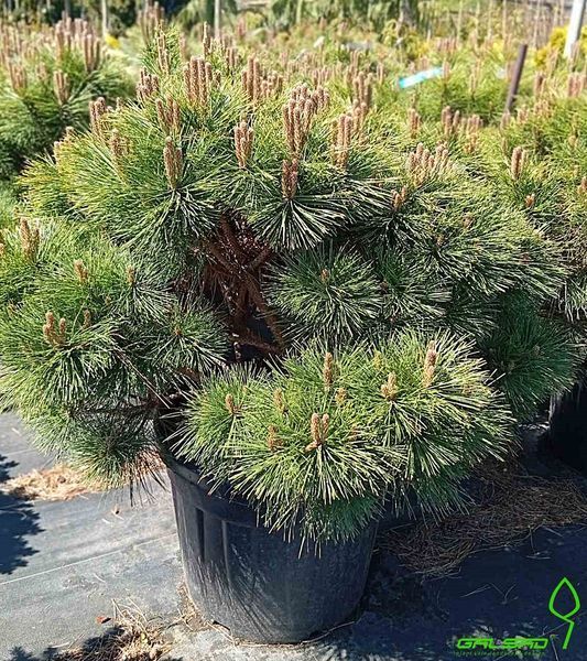 Pinus nigra "Pierrick Bregon" - Сосна чорна "Pierrick Bregon" 000007001#300823    фото