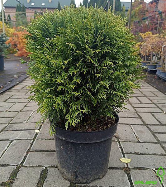 Thuja occidentalis 'Danica' - Туя західна 'Danica' 000000198#300625    фото