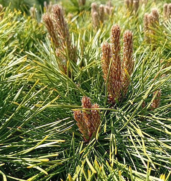 Pinus nigra "Pierrick Bregon" - Сосна чорна "Pierrick Bregon" 000007001#300823    фото