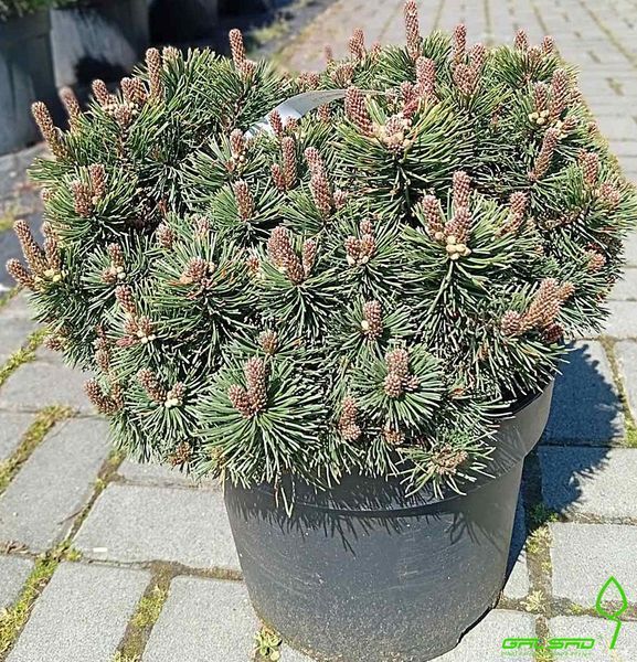 Pinus mugo 'Scherwood Compact' - Сосна гірська 'Scherwood Compact' 000007386#346908    фото