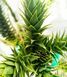 Araucaria araucana - Араукарія чилійська 000007386#346877    фото 1