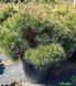 Pinus nigra "Pierrick Bregon" - Сосна чорна "Pierrick Bregon" 000007001#300823    фото 2