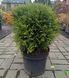 Thuja occidentalis 'Danica' - Туя західна 'Danica' 000000198#300625    фото 2