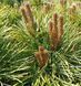 Pinus nigra "Pierrick Bregon" - Сосна чорна "Pierrick Bregon" 000007001#300823    фото 3