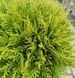 Thuja occidentalis 'Danica' - Туя західна 'Danica' 000000198#300625    фото 1