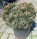 Pinus mugo 'Scherwood Compact' - Сосна гірська 'Scherwood Compact' 000007386#346908    фото 2