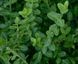 Euonymus for. Minimus - Бересклет Форчуна "Minimus" 000007386#304595    фото 1
