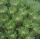 Pinus nigra "Pierrick Bregon" - Сосна чорна "Pierrick Bregon" 000007001#300823    фото 1