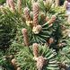 Pinus mugo 'Scherwood Compact' - Сосна гірська 'Scherwood Compact' 000007386#346908    фото 1