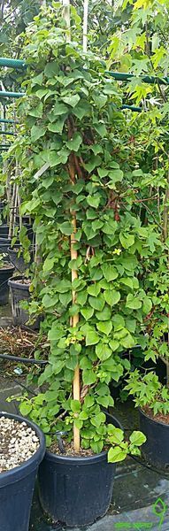 Hydrangea petiolaris - Гортензія плетиста 000000362#000004658 фото