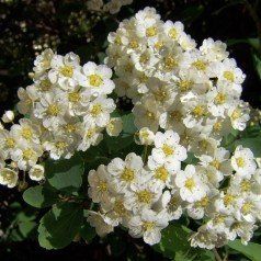Spiraea vanhouttei - Спірея Вангута 000006815#300515    фото