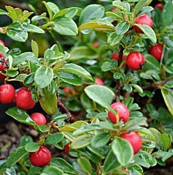 Cotoneaster nanshan "Boer" - Кизильник нань-шаньський "Boer" 000007386#346898    фото