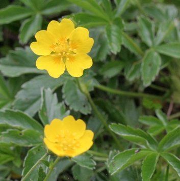 Potentilla aurea- Перстач золотистий 000007386#308743    фото