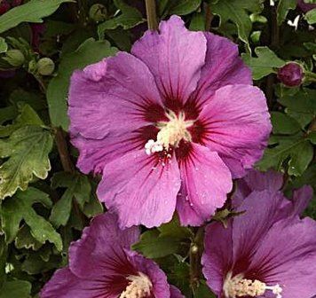 Hibiscus syriacus 'Russian Violet' - Гібіскус сирійський 'Russian Violet' 000007386#305077    фото