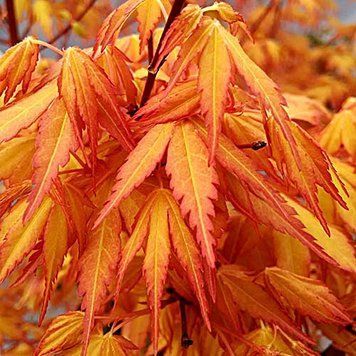 Acer palmatum 'Katsura' - Клен японський 'Katsura' 000005018#000008405 фото