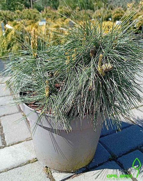 Pinus strobus 'Bergmans Mini" - Сосна веймутова 'Bergmans Mini" 000007386#346909    фото