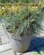 Pinus strobus 'Bergmans Mini" - Сосна веймутова 'Bergmans Mini" 000007386#346909    фото 2