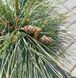 Pinus strobus 'Bergmans Mini" - Сосна веймутова 'Bergmans Mini" 000007386#346909    фото 1