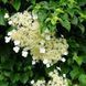 Hydrangea petiolaris - Гортензія плетиста 000000362#000004658 фото 1