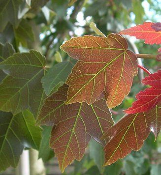 Acer rubrum - Клен червоний 000007386#302375    фото