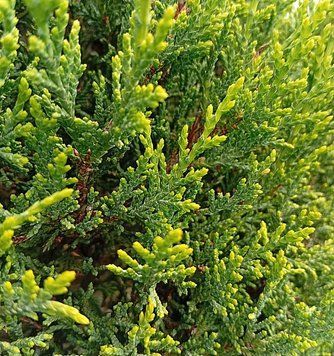 Cupressocyparis leylandii 'Casterwelland Gold' - Купрессоціпаріс Лейланда 'Casterwelland Gold' 000005039#300971 фото
