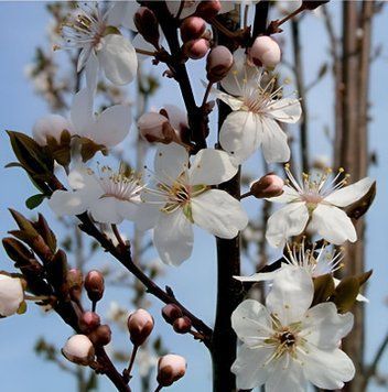 Prunus cerasifera 'Crimson Pointe" - Слива декоративна 'Crimson Pointe" 000007386#308805    фото