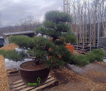 Pinus thunbergii bonsai - Сосна Тунберга 000007386#346910    фото