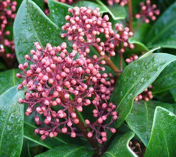Skimmia japonica "Rubella" - Скімія японська "Rubella" 000007386#346231    фото
